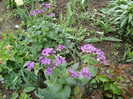 lunaria