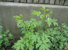 Dicentra alba