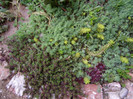 DSC04483