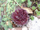 DSC04485