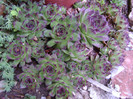 DSC04486