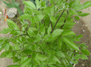 DSC04490