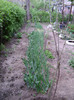 DSC04496