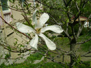 magnolia alba a socrilor