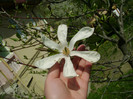 magnolia alba a socrilor