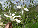 magnolia alba a socrilor
