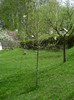 magnolia alba a socrilor
