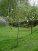 magnolia alba a socrilor