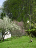 magnolia soulageana a socrilor