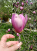 magnolia soulageana a socrilor