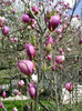 magnolia soulageana a socrilor