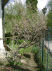 wisteria socrilor