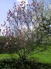 magnolia  socrilor