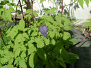 clematis macropetala a socrilor