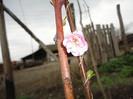 Prunus Triloba