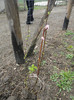 Prunus pus anul acesta