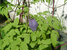 clematis macropetala a socrilor