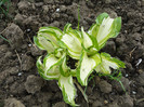 Hosta primit 2011 de la angel22