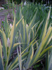irisi variegati 16apr2012