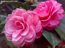 camellia japonica