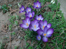 crocusi