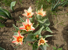 Tulipa Pinocchio (2012, April 14)