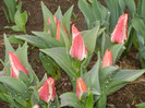 Tulipa Pinocchio (2012, April 15)