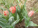 Tulipa Abba (2012, April 14)