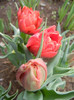 Tulipa Abba (2012, April 15)