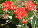 Tulipa Abba (2012, April 16)