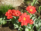 Tulipa Abba (2012, April 16)