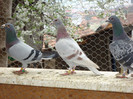 voiajori nou 009