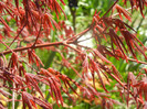Acer palmatum Bloodgood (2012, Apr.16)