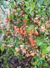 Japanese Quince Bush (2012, April 15)