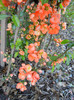 Chaenomeles japonica (2012, April 16)