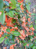 Chaenomeles japonica (2012, April 16)