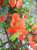 Chaenomeles japonica (2012, April 16)