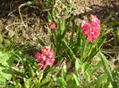 Hyacinthus Hollyhock (2012, April 16)