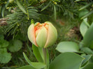 Tulipa Miranda (2012, April 09)