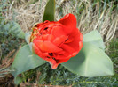 Tulipa Miranda (2012, April 10)