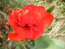 Tulipa Miranda (2012, April 12)