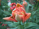 Tulipa Miranda (2012, April 15)