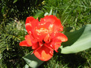 Tulipa Miranda (2012, April 16)