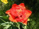 Tulipa Miranda (2012, April 16)