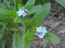 Myosotis alpestris (2012, April 13)