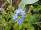 Myosotis alpestris (2012, April 15)