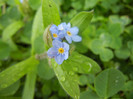Myosotis alpestris (2012, April 15)