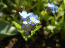 Myosotis alpestris (2012, April 16)