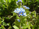 Myosotis alpestris (2012, April 16)
