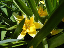Tulipa Tarda (2012, April 16)